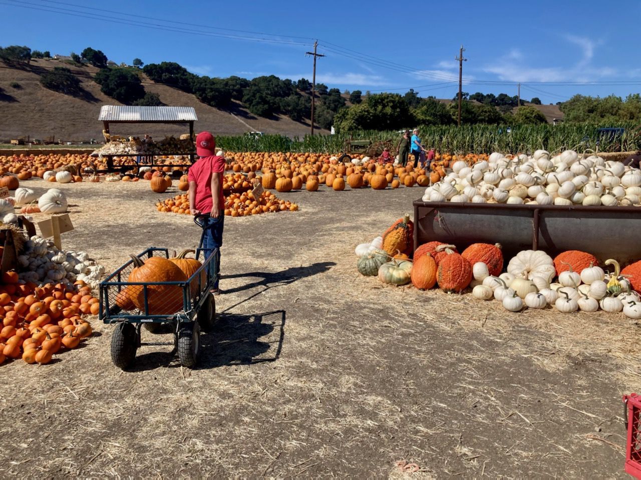 101421 Solvang Pumpkin 7.jpg